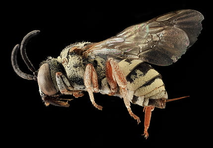yellow and black bee in closeup photo thumbnail