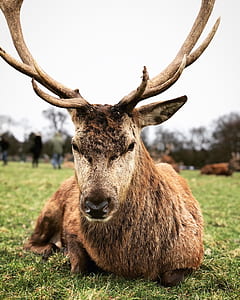 brown reindeer thumbnail