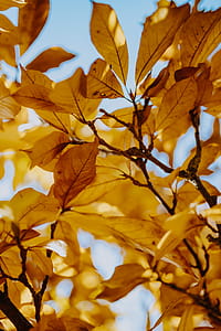 Yellow leaves of magnolia in autumn thumbnail