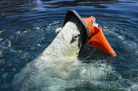 polar bear wearing traffic cone floating in body of water thumbnail
