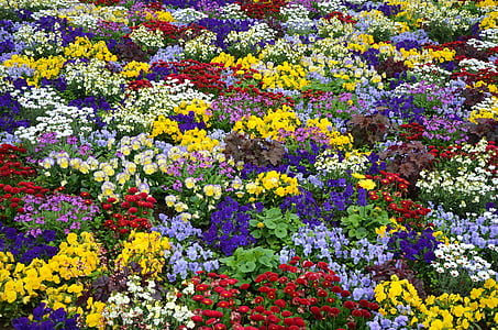assorted-color flower field thumbnail