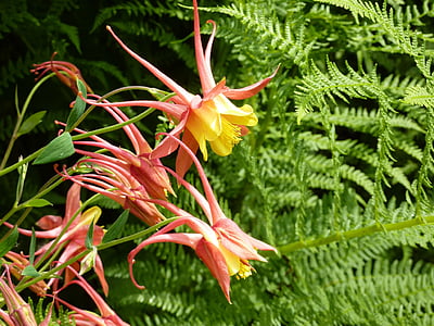 red petaled flower thumbnail