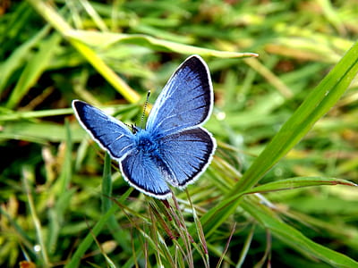 blue and black butterfly perched on green grass thumbnail