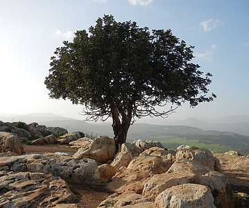 green leafed tree surrounded by brown rock formations thumbnail