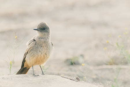 white and gray bird on white sand thumbnail