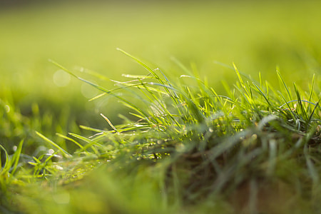 Closeup Grass Sun thumbnail