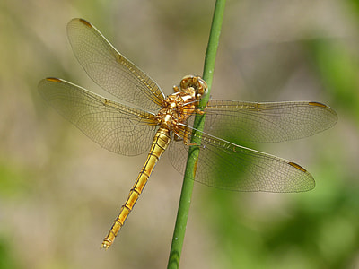 Dragonfly, Golden Dragonfly thumbnail