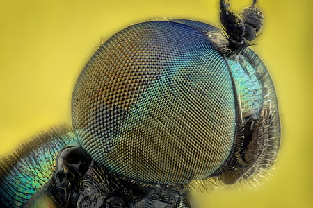 macro photography of insect eye thumbnail