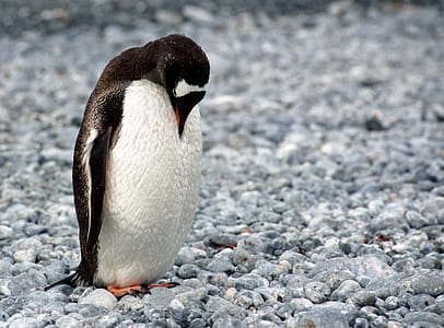 penguin standing on rocks thumbnail