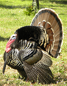 black and brown domestic turkey walking on green grass field during daytime thumbnail
