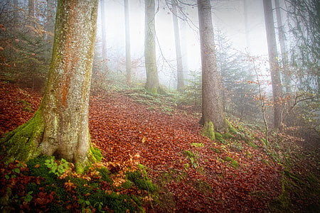 green-leafed plants beside tree surrounded by fog thumbnail