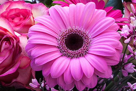 pink gerbera flower selective focus photography thumbnail