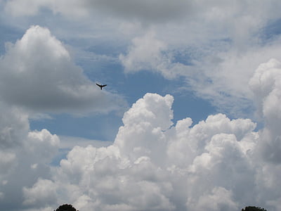 bird flying in the sky during daytime thumbnail