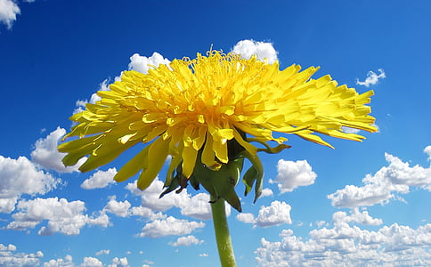 yellow petaled flower in bloom thumbnail