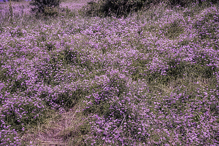 Purple Flowers on the hillside at Goose Lake Wildlife Area thumbnail