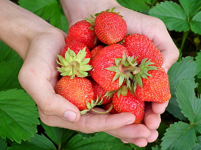 hand full of strawberry thumbnail