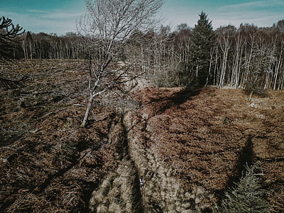 landscape photo of trees thumbnail