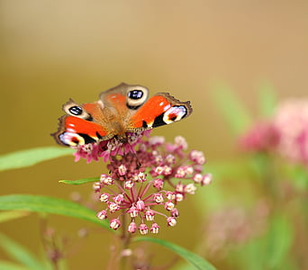 orange butterfly on pink flowers thumbnail
