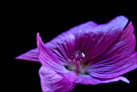 purple Malva flower in bloom close up photo thumbnail