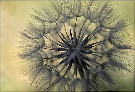 gray dandelion thumbnail