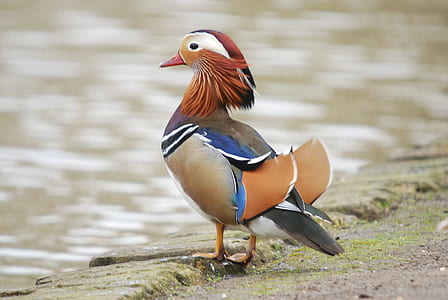 gray and multicolored duck in focus photography at daytime thumbnail