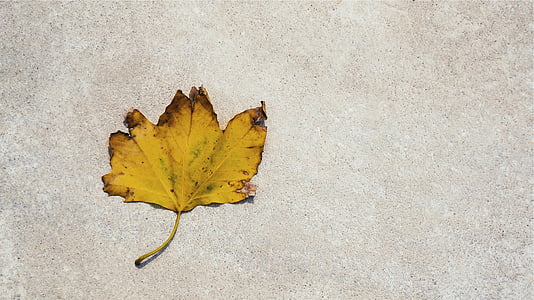yellow maple leaf on gray surfac thumbnail