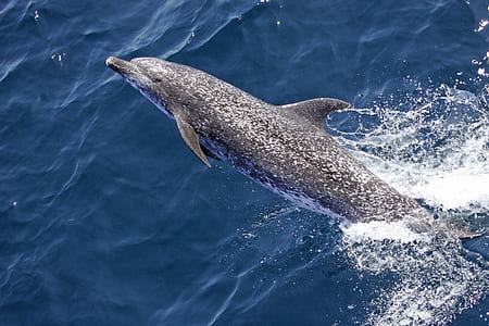 dolphin swimming out of water thumbnail