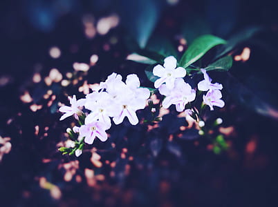 nature, flowers, petals, blur thumbnail