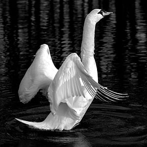 grayscale photograph of swan flapping its wings thumbnail