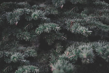 green leafed plant thumbnail