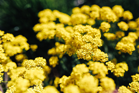 Small yellow flowers thumbnail