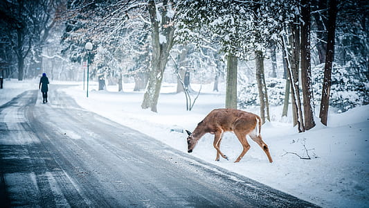 brown deer walking in side road thumbnail