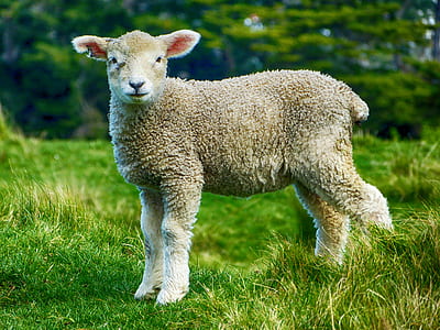 selective focus photograph of sheep thumbnail
