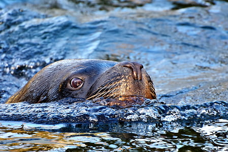 black seal on body of water during daytime thumbnail