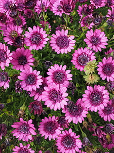 pink livingstone daisy flowers thumbnail