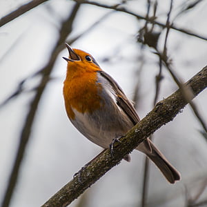 selective focus photography of European robin thumbnail