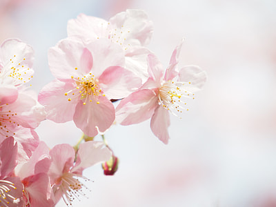 selective focus photography of pink petaled flower thumbnail