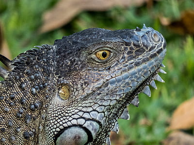 gray and black reptile thumbnail