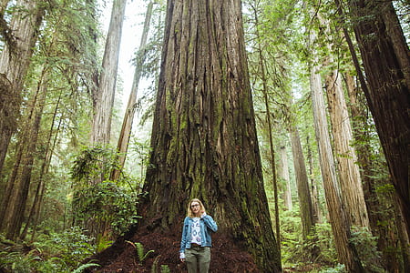 woman standing near redwood trees thumbnail