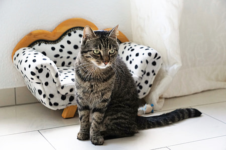 brown tabby cat sitting beside fabric chair thumbnail