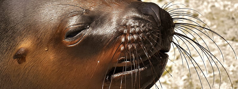 seal closeup photo thumbnail
