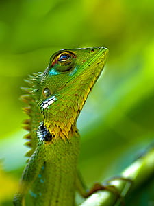 green reptile thumbnail
