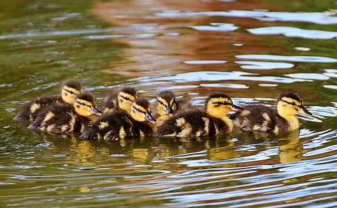flock of ducklings on body of water during daytime thumbnail