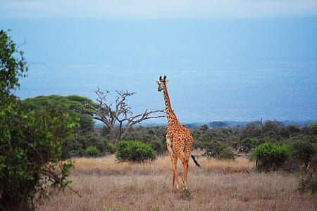 Brown and Black Giraffe thumbnail