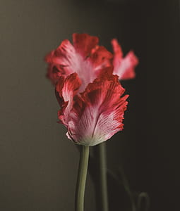 red petaled flower thumbnail