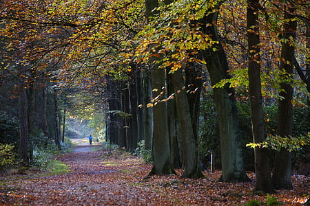 person walking on pathway between trees thumbnail