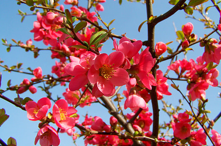 pink petaled flowers during day time thumbnail