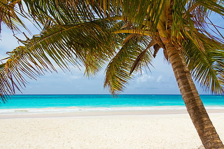 Green Palm Tree on Beach during Daytime thumbnail