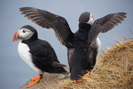 selective focus photo of two Atlantic puffin birds perching on cliff thumbnail