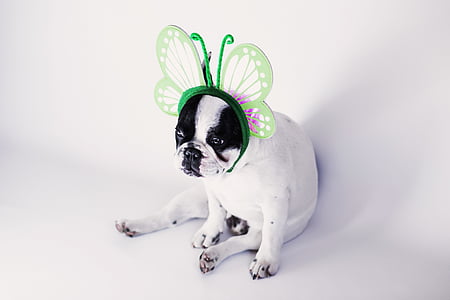 white and black dog wearing green butterfly headband thumbnail